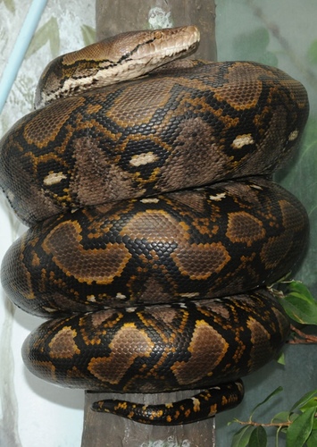 Python