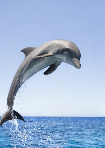 Dolphin