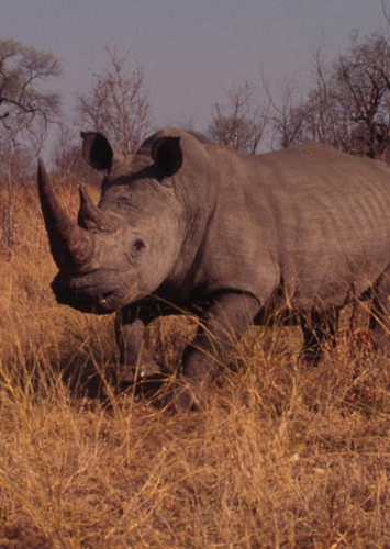 White Rhino
