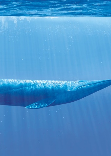 Blue Whale