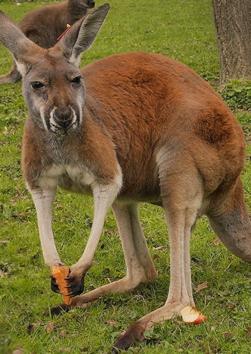 Kangaroo
