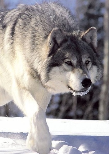 Wolf