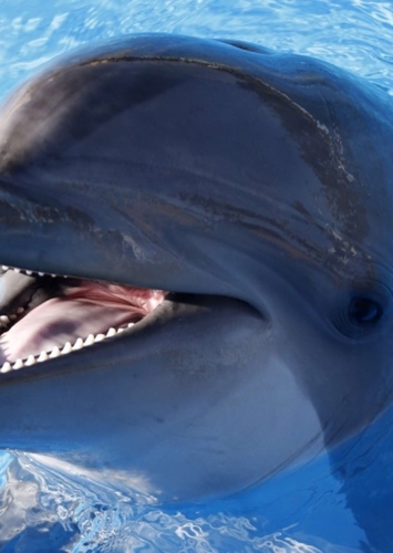 Dolphin