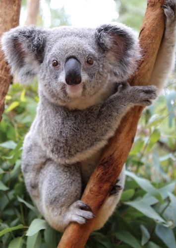 Koala