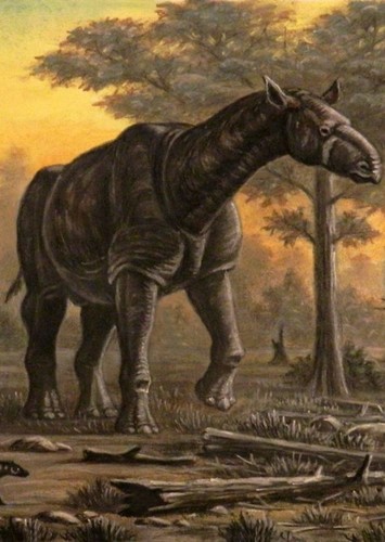 Paraceratherium