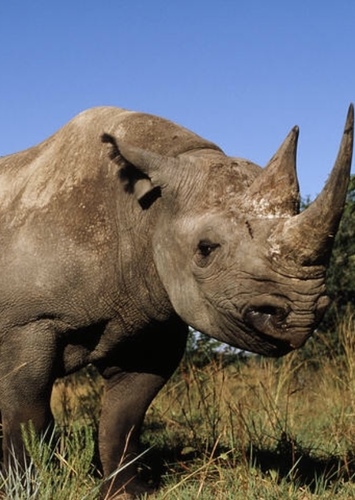 Black Rhino