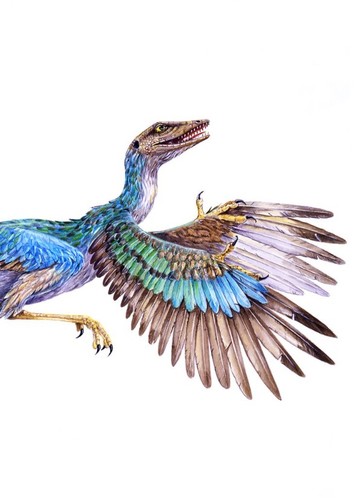 Archaeopteryx