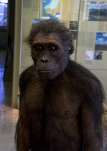 Australopithecus