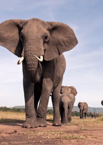 African Elephant