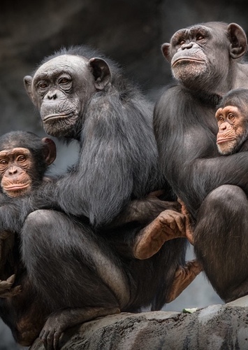 Chimpanzee