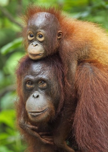 Orangutan