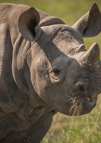 Black Rhino