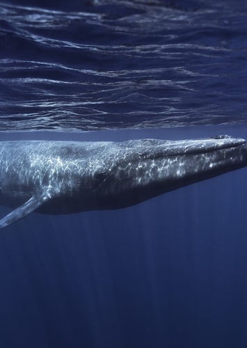 Blue Whale
