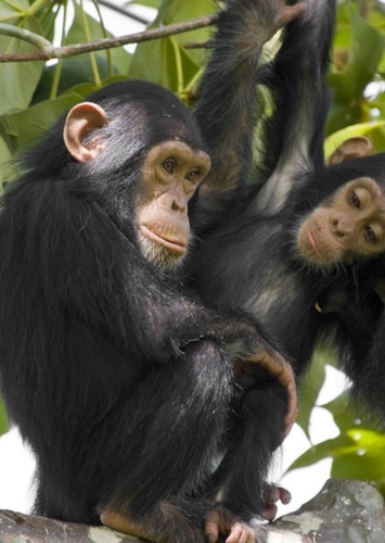 Chimpanzee