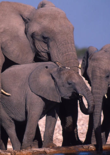African Elephant