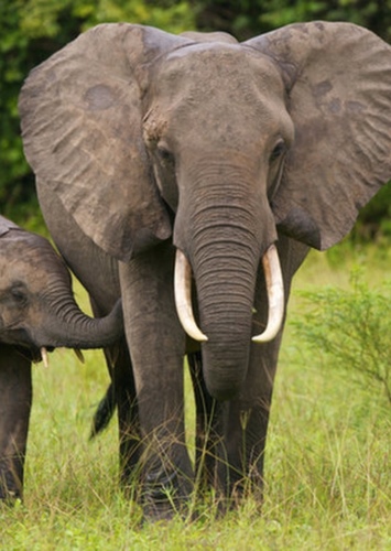 Elephant