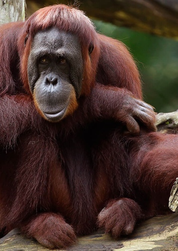Orangutan