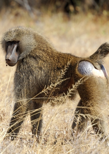 Baboon