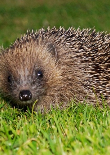 Hedgehog