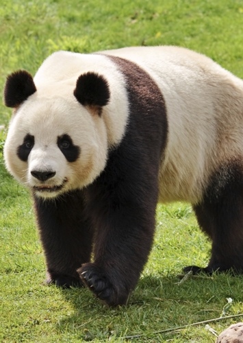 Panda Bear