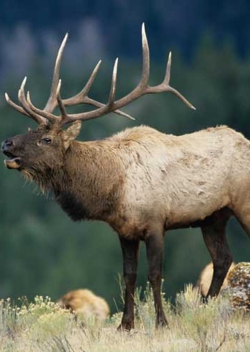 Elk