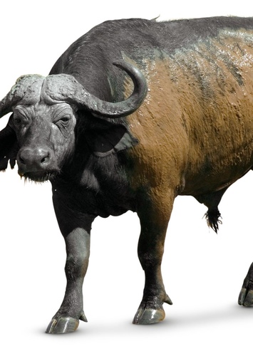 Wild Buffalo