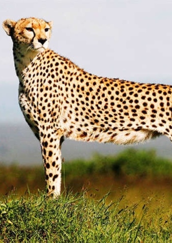 Cheetah