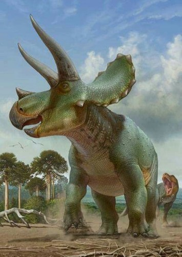 Triceratops