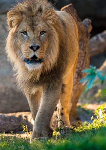 Lion