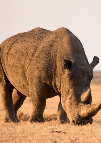 White Rhinoceros