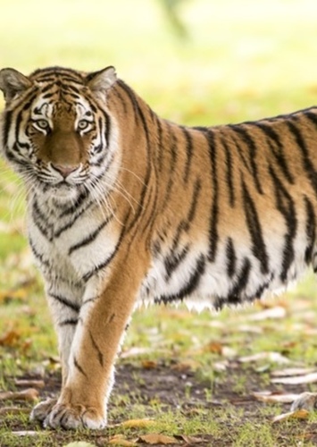 Tiger