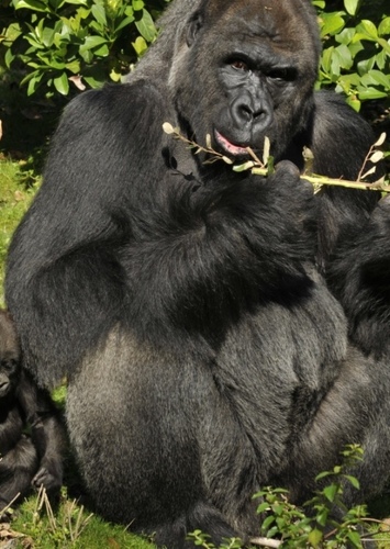 Gorilla