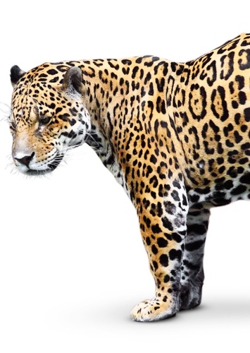 Jaguar