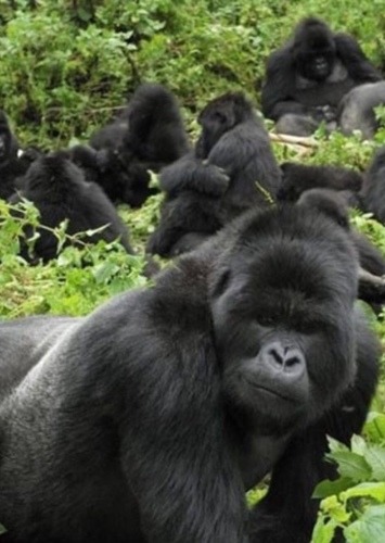 Gorilla