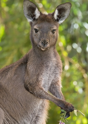 Kangaroo