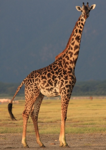 Giraffe