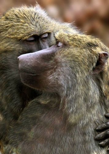 Baboon