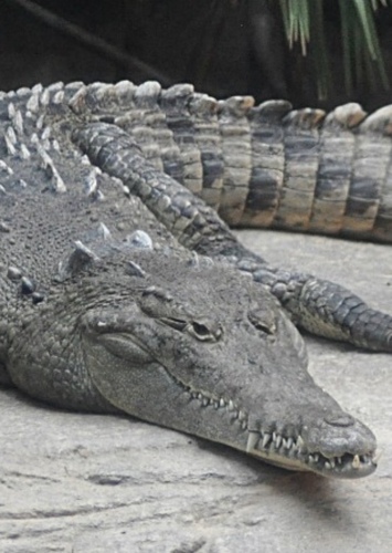 Crocodile