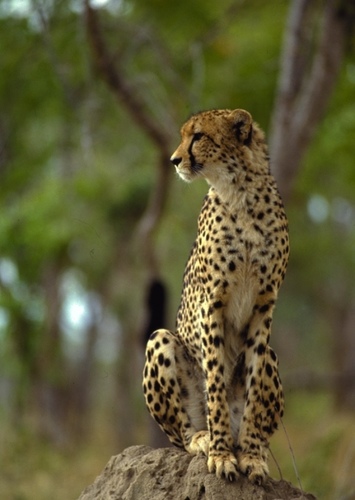 Cheetah