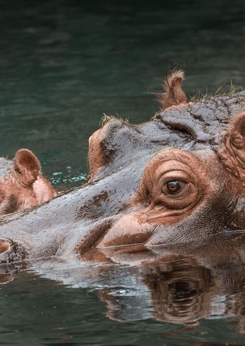 Hippopotamus