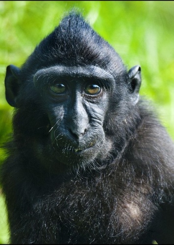 Macaque Monkey