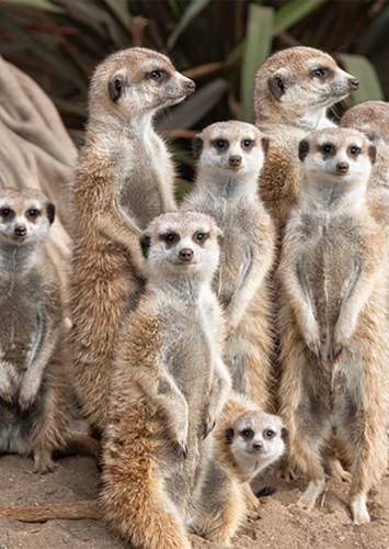 Meerkat