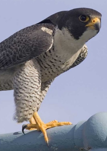 Peregrine Falcon