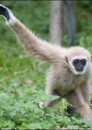 Gibbon