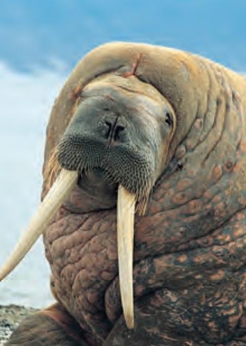 Walrus
