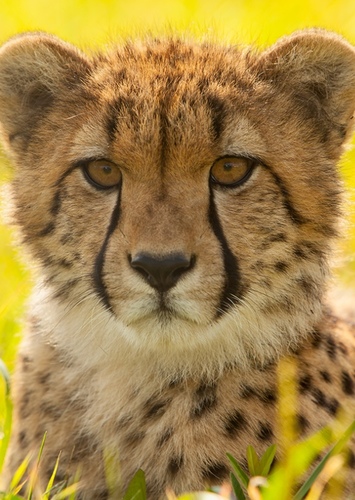 Cheetah