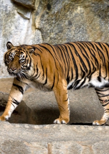 Sumatran Tiger