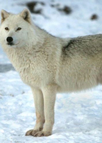 Wolf