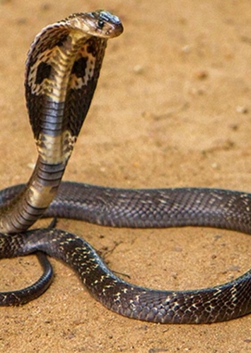 Cobra