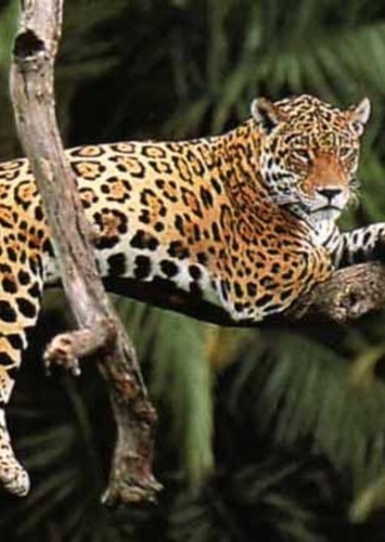Jaguar